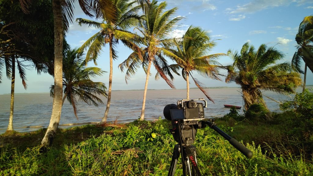 Video camera on the coast of Suriname beneath palm trees.